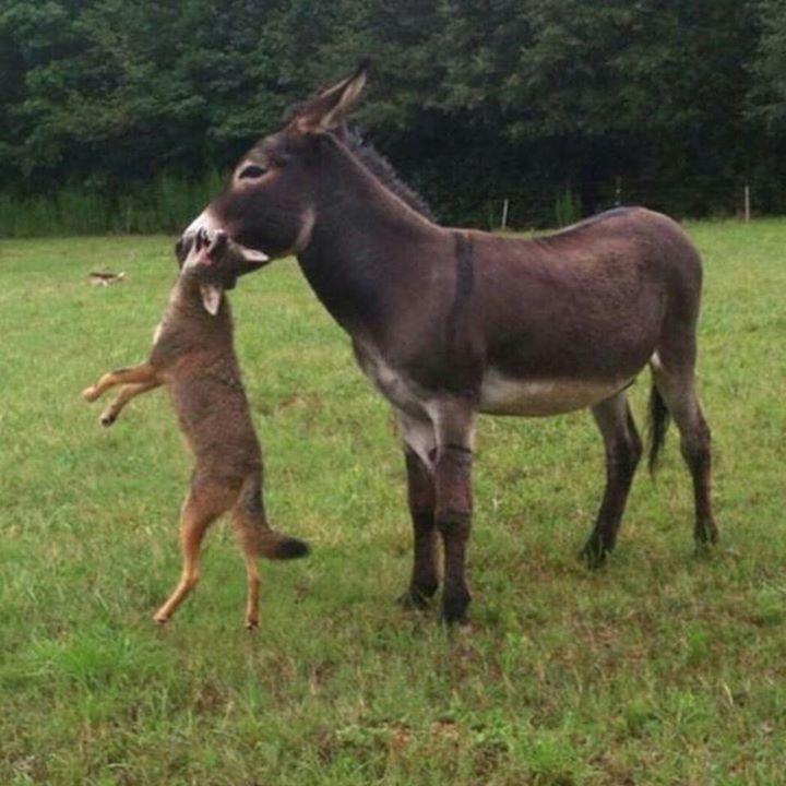 Livestock Guardian DONKEY? (Pic)