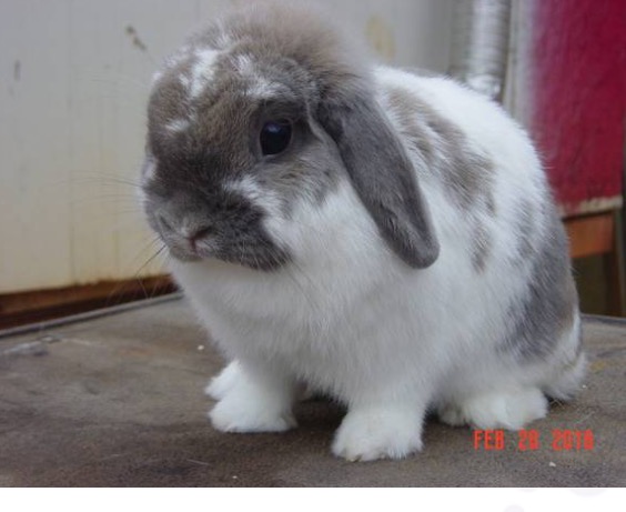 Broken black sales tort holland lop