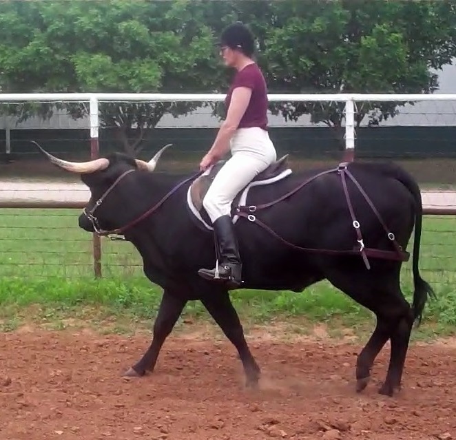 amateur rodeo saddle cow riding