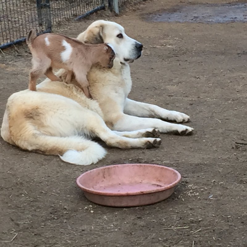 wingin-it-farms-livestock-guardian-dogs-12-months-with-new-kids-037-jpg.14105