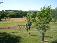 First Peaches Tree Gone June 2016.JPG