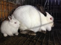 Rabbits 255.JPG