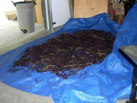 Orchard Purple Hull peas July 2016.JPG