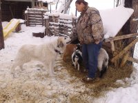 goats&dogs 017.jpg