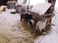 goats&dogs 030.jpg