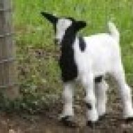 Goatlover200