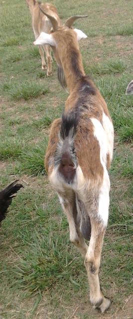 1017_img_20120517_161556.jpg