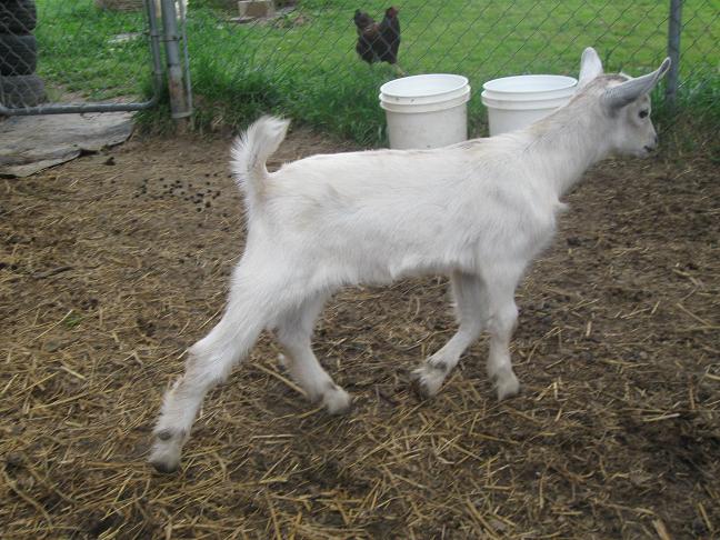 1137_goats7.jpg