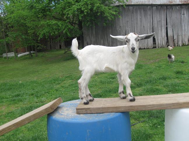 1137_goats8.jpg