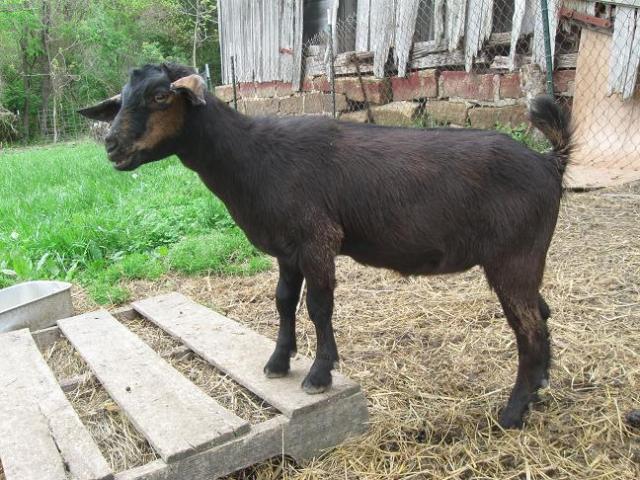 1137_goats9.jpg