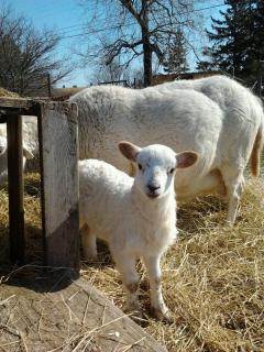 1174_katahdin_ewe_lamb_born_march_5_2012.jpg