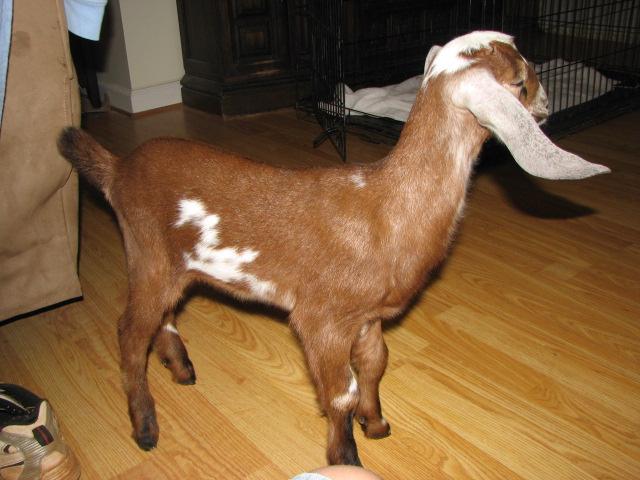 127_goats_065.jpg