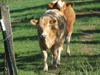 1417_farm_pictures_014.jpg