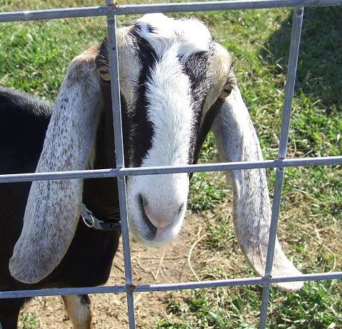 1417_goats_053.jpg