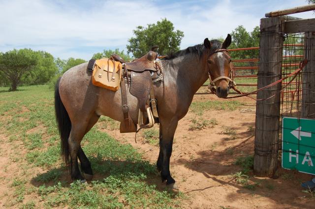 1489_butternut_with_saddle_on.jpg