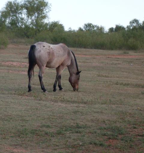 1489_horses_grazing_2.jpg