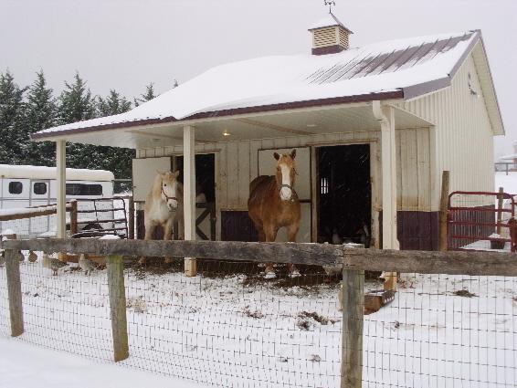 1520_w20121226_snow_horses.jpg