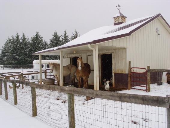 1520_w20121226_snow_horses_2.jpg