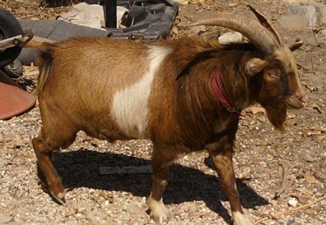 Pygmy Male Goat