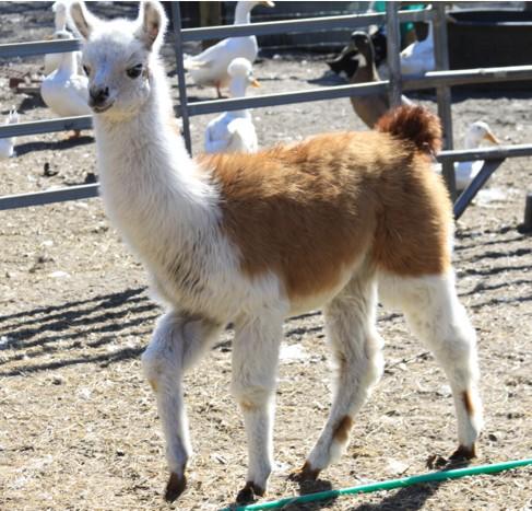 195_peaches_llama_walk.jpg