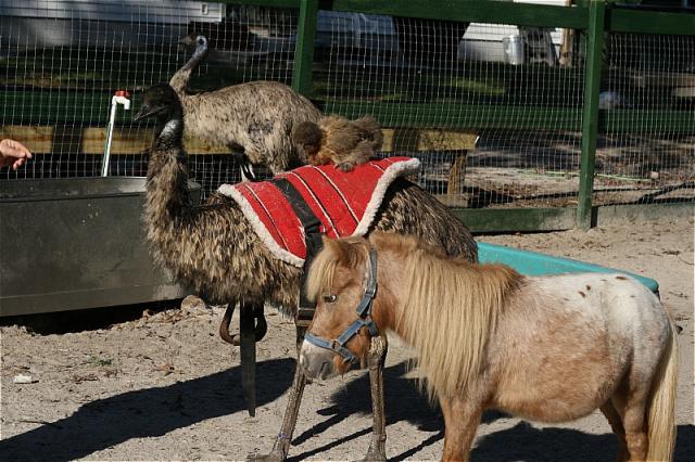 195_silkie_riding_emu1.jpg