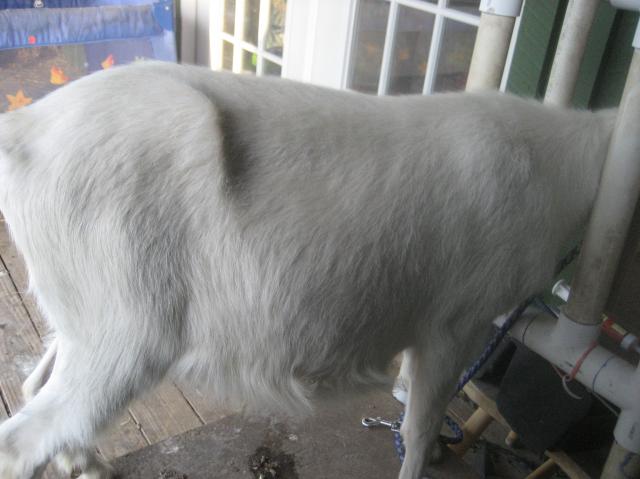 2072_img_1161.jpg