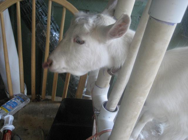 2072_img_1163.jpg