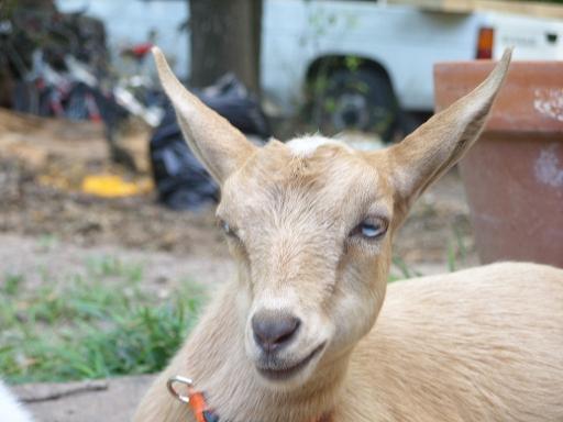 2074_little_brown_goat.jpg