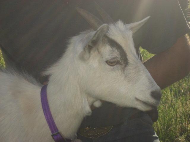 2186_new_goat_003.jpg