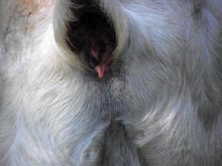 218_angel_rear_10-11-12.jpg