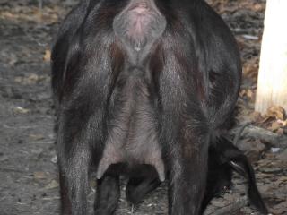 218_onyx_rear_1-28-12.jpg