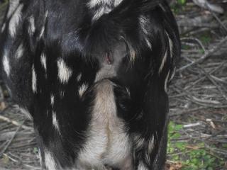 218_stella_rear_10-11-12.jpg