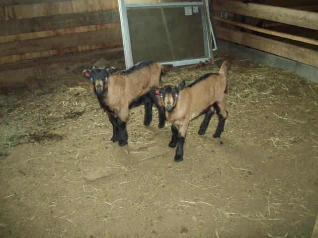 2213_baby_adult_goats_feb_004.jpg