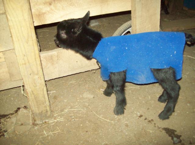 2213_baby_adult_goats_feb_005.jpg