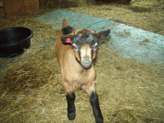 2213_baby_adult_goats_feb_008.jpg