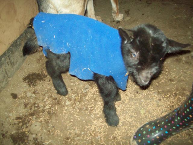 2213_baby_adult_goats_feb_009.jpg