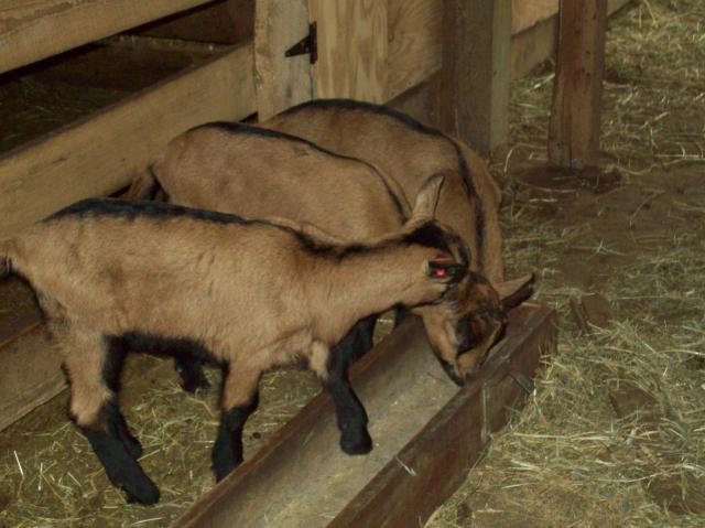 2213_baby_adult_goats_feb_010.jpg