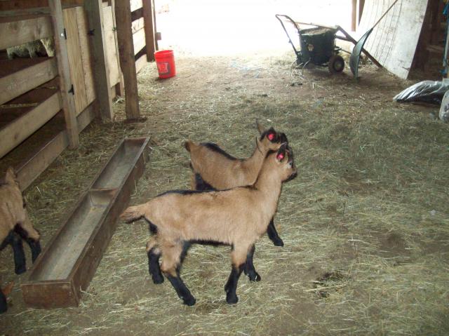 2213_baby_adult_goats_feb_011.jpg