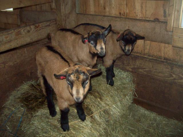 2213_baby_adult_goats_feb_022.jpg