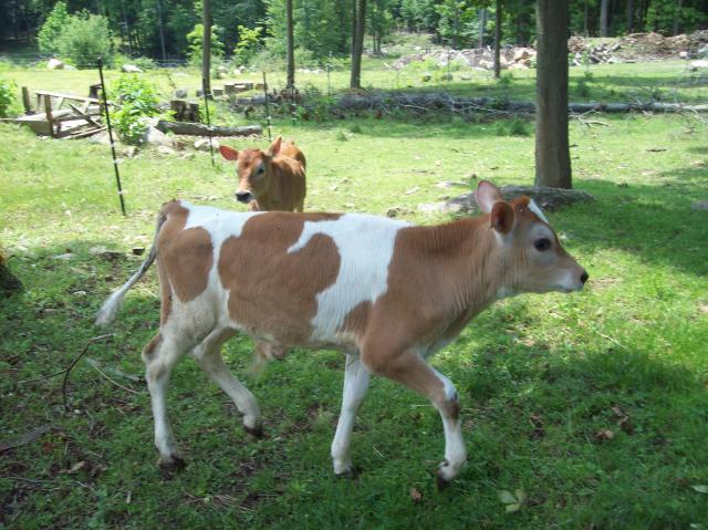 2213_cows_first_pasture_joy_008.jpg