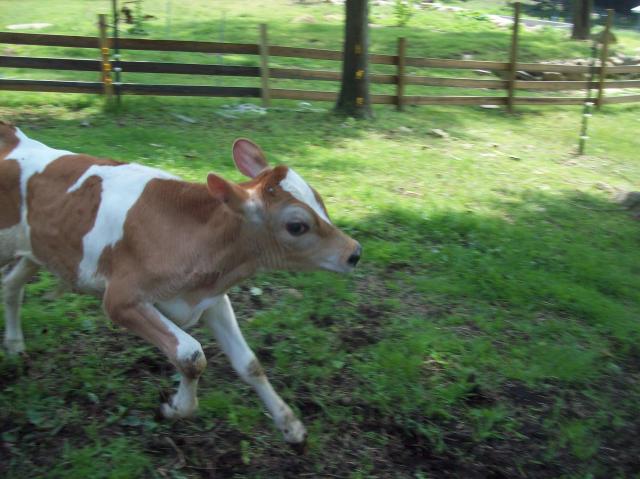 2213_cows_first_pasture_joy_014.jpg