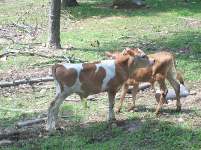 2213_cows_first_pasture_joy_016.jpg