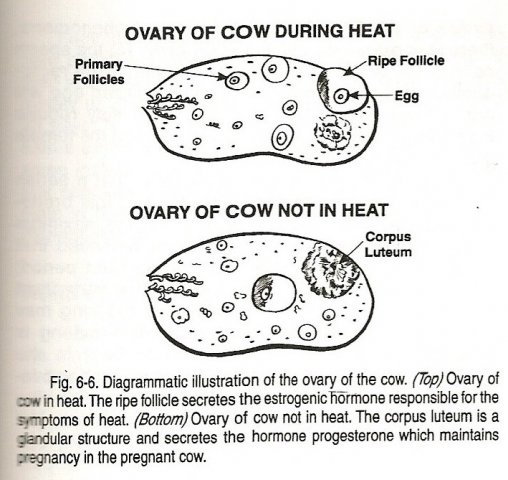 cattle breeds chart