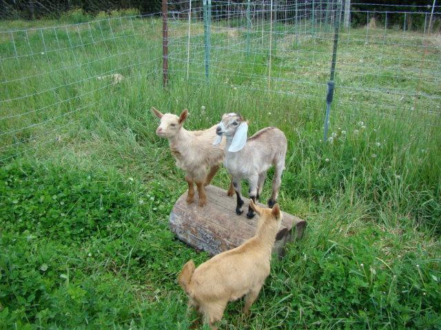 2396_goats_memorial_day_in_richfield_2013_056.jpg