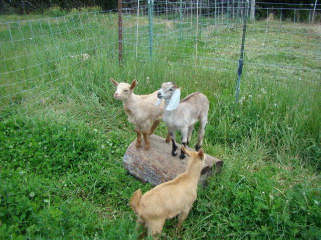 2396_goats_memorial_day_in_richfield_2013_056.jpg