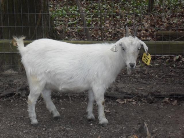 2659_goatsflowers_437.jpg