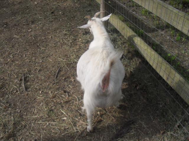 2659_goatsflowers_501.jpg