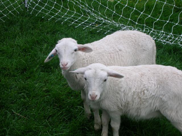 2851_sheep_120.jpg