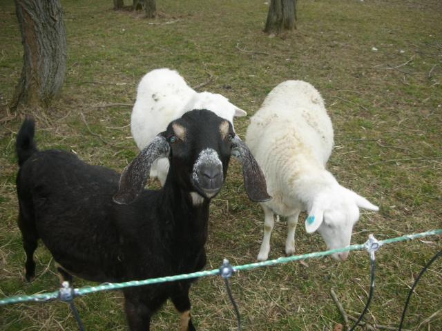 2851_sheepgoat_001.jpg