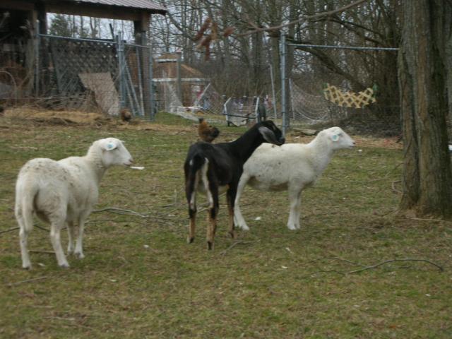 2851_sheepgoat_015.jpg